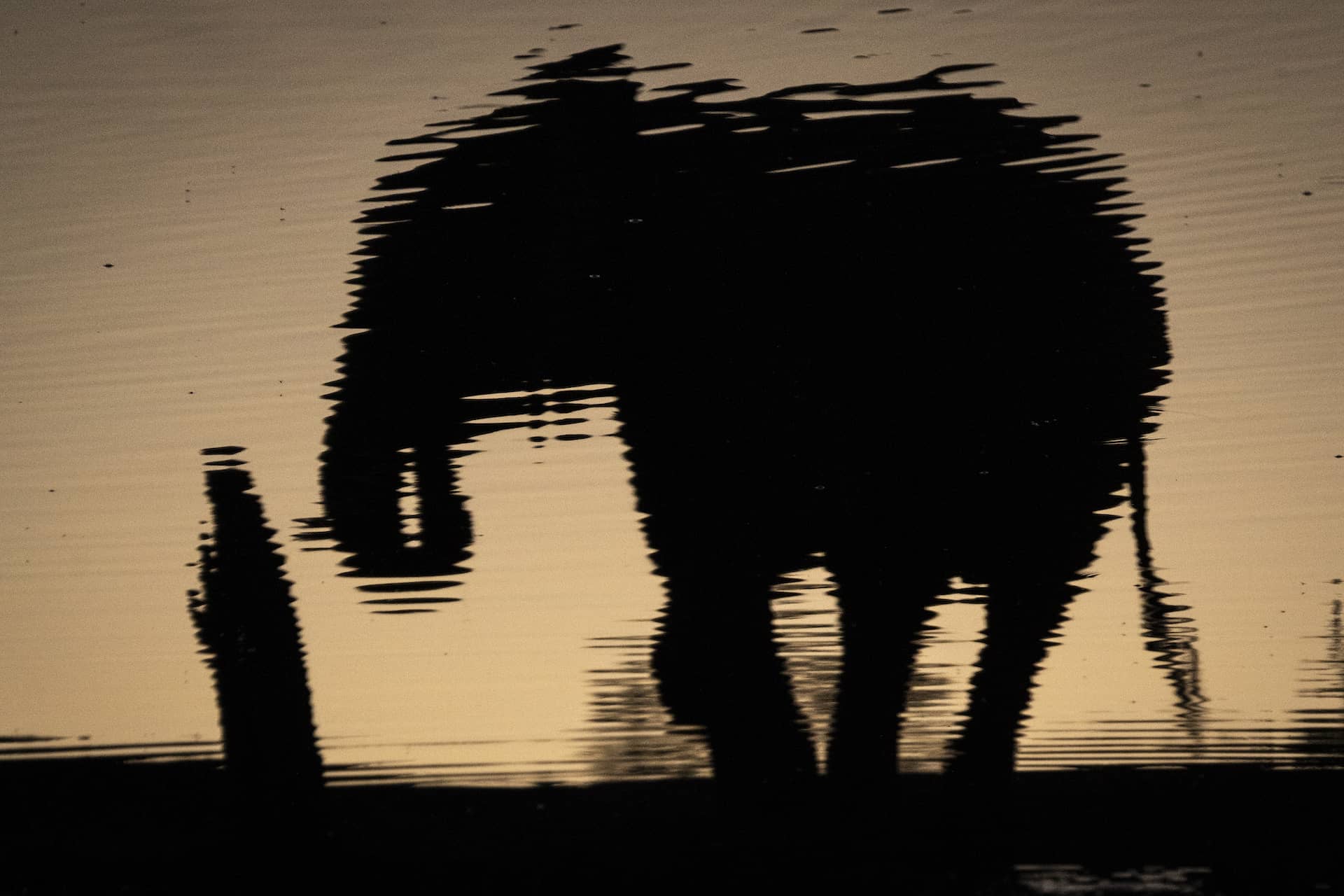 photo of an elephant reflection at sunset