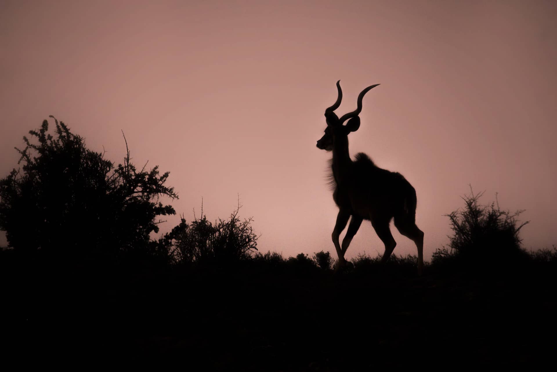 photo of kudu silhouette at sunset