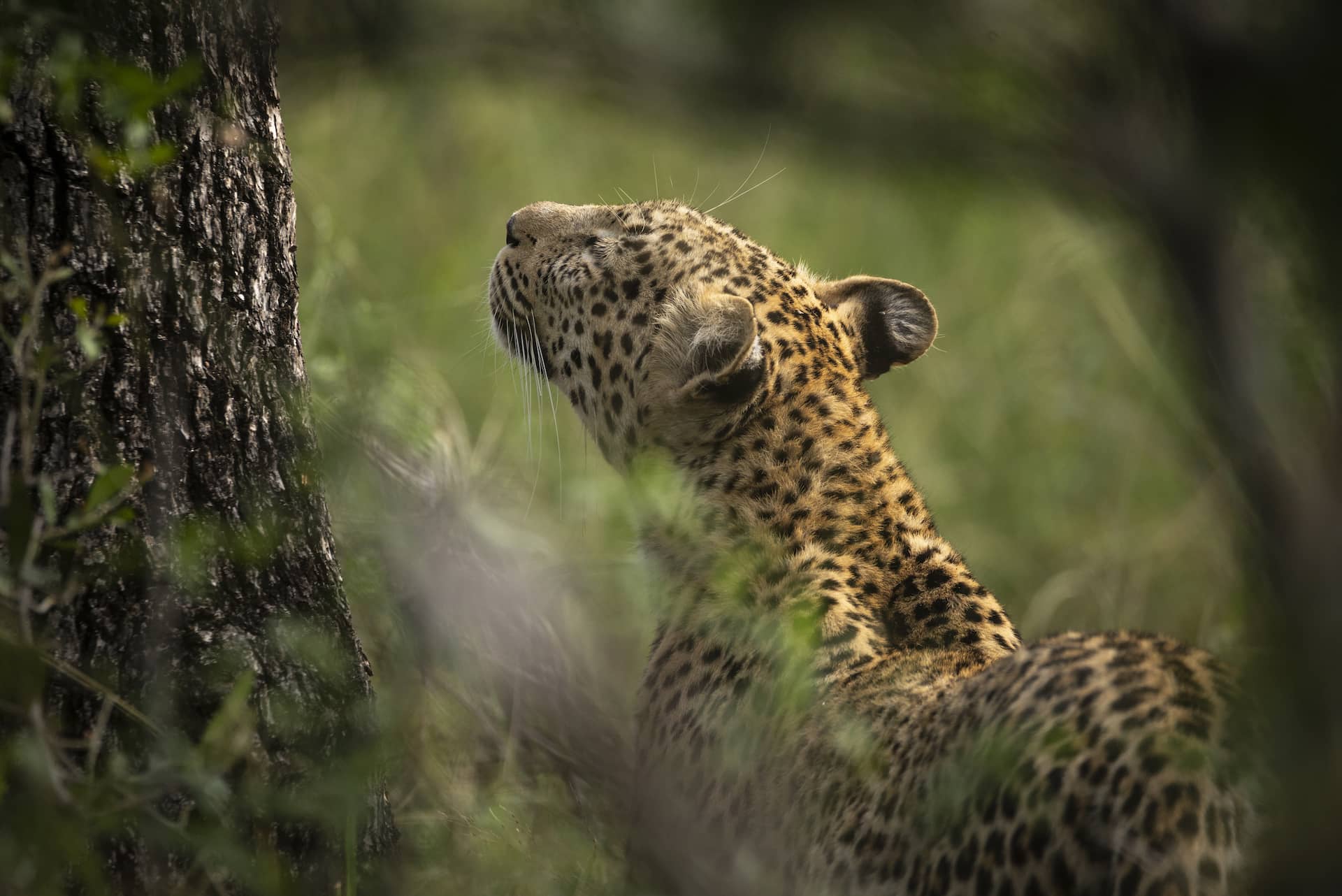 photo of a leopard walking through green grass