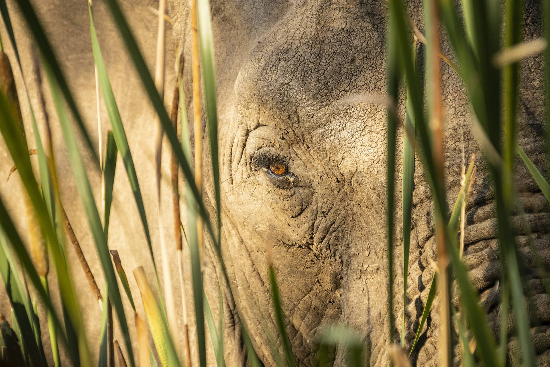 photo of an elephant eye through the reeds