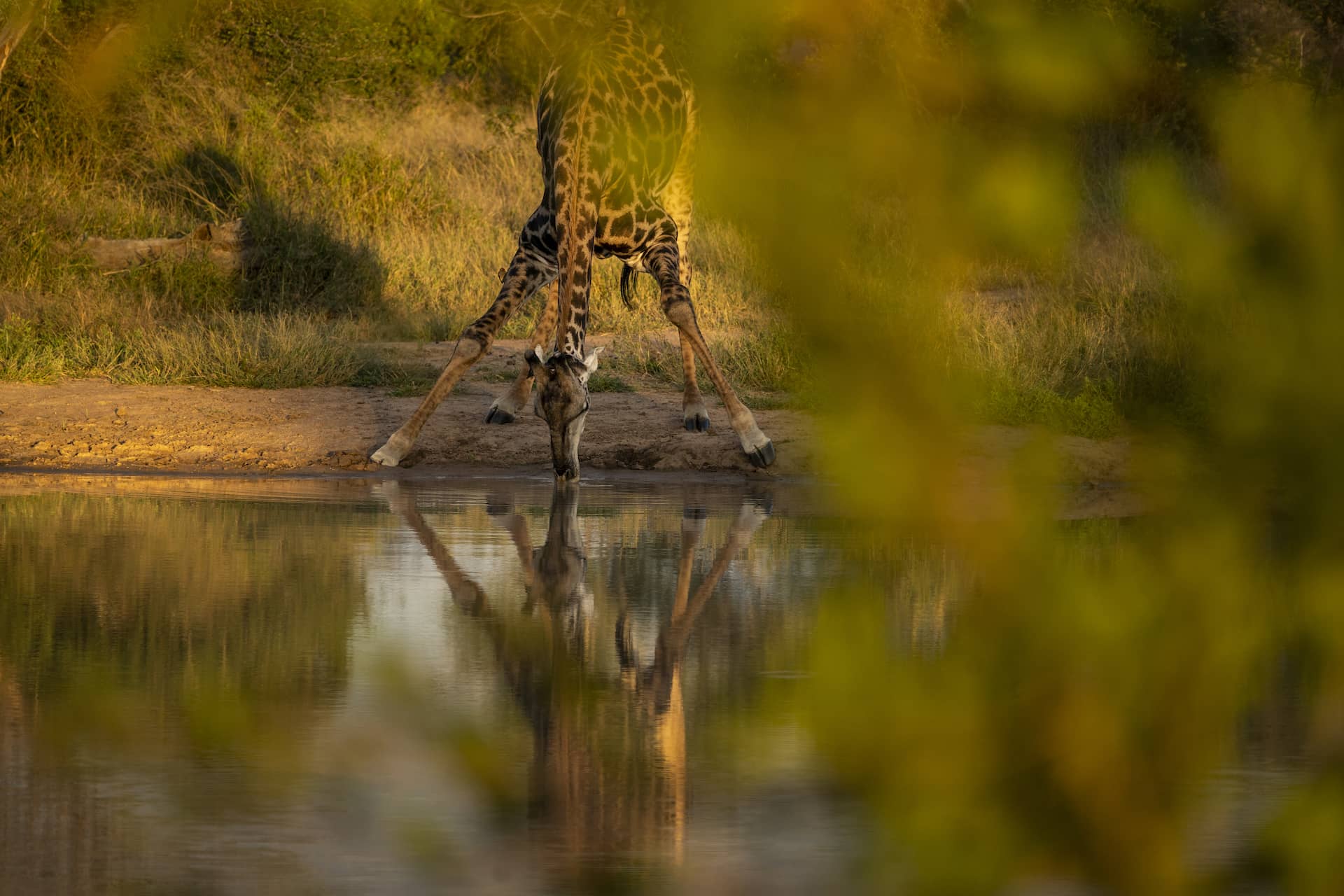 photo of a giraffe drinking