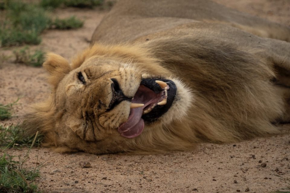 photo of a lion yawning