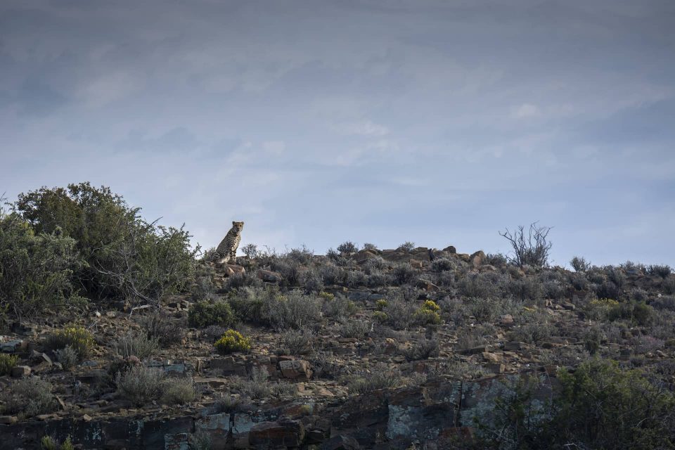 photo a cheetah on a ridge at Roam Private Nature Reserve