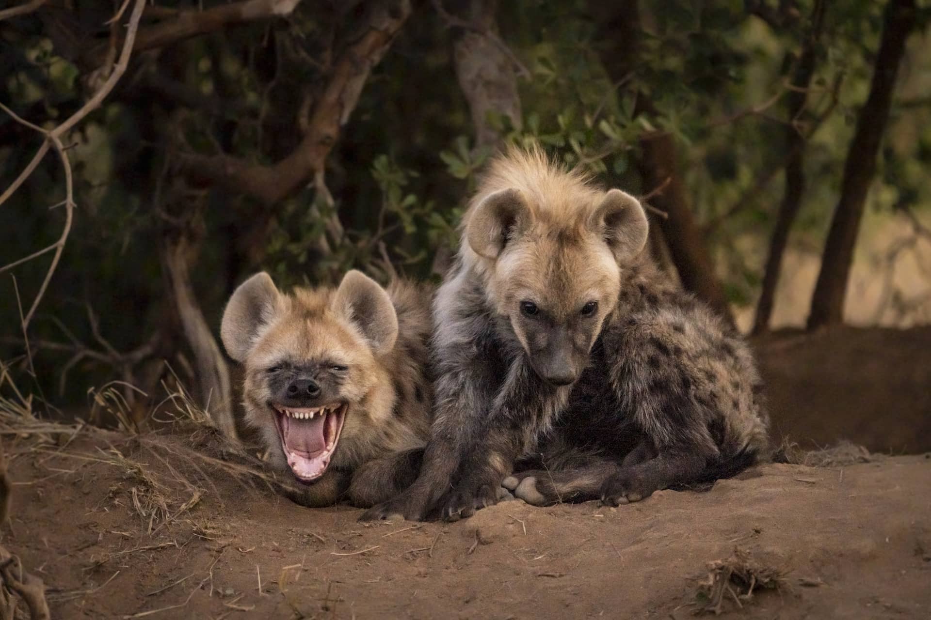 photo of two young hyena cubs