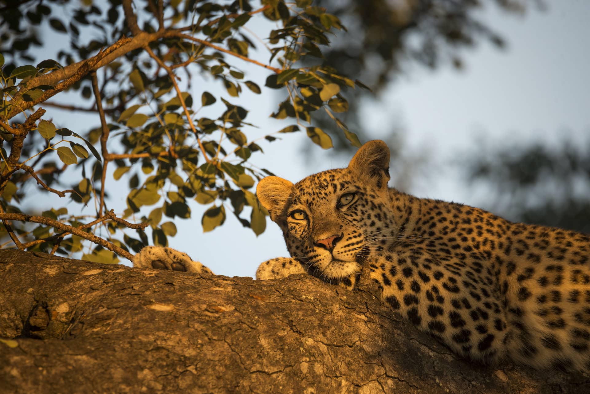 photo of leopard sleeping in a tree