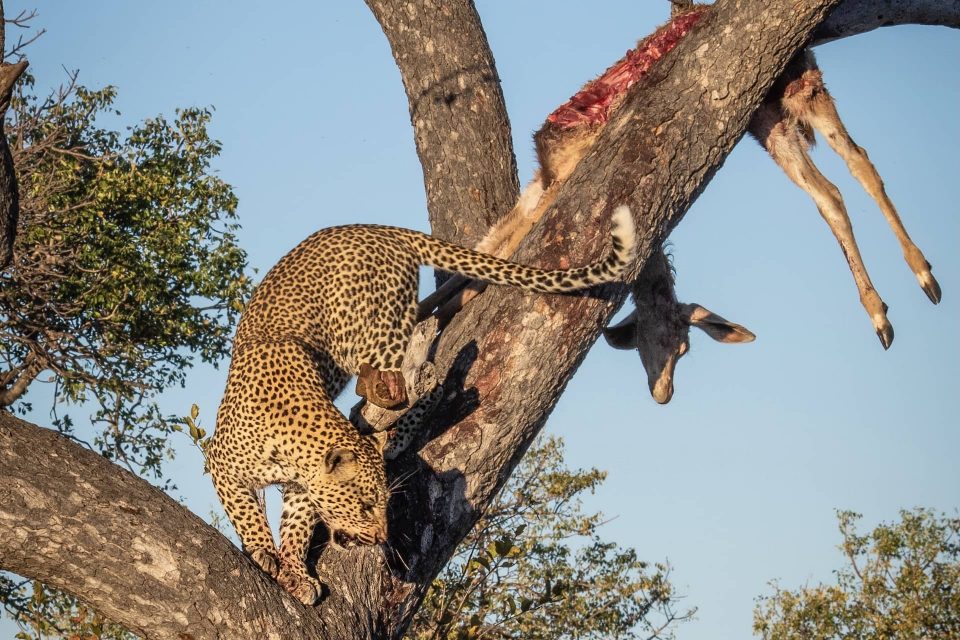 photo of a leopard with a kudu kill In a marula tree