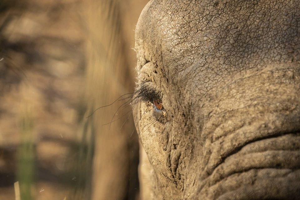 close up photo of an elephants eye