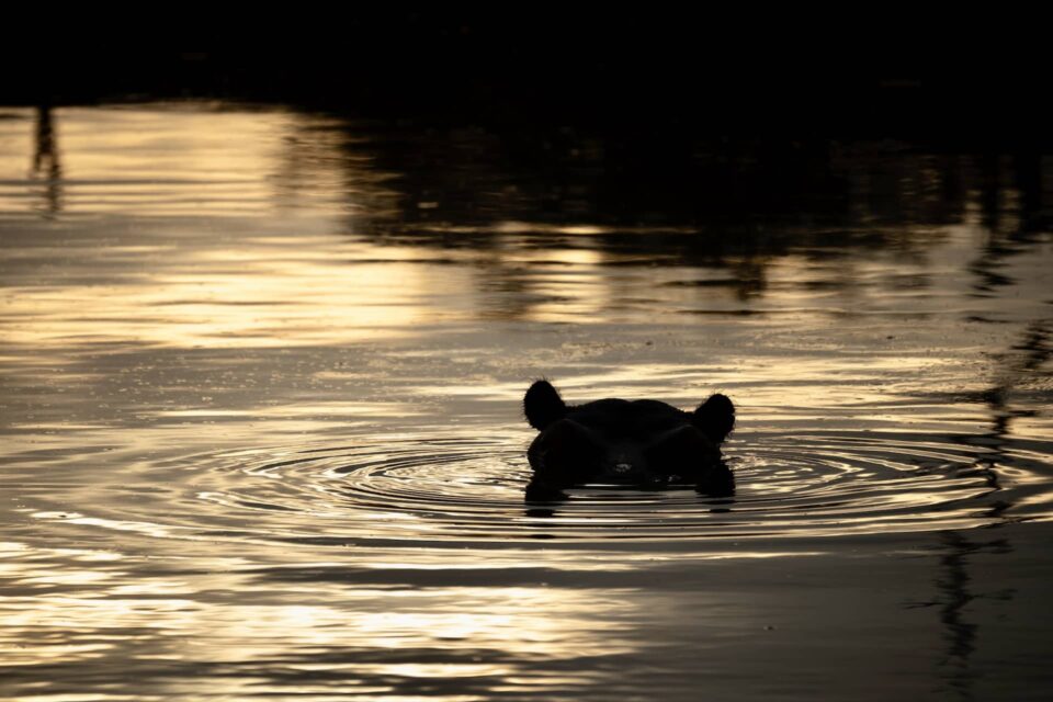 picture of sundowners with a hippo