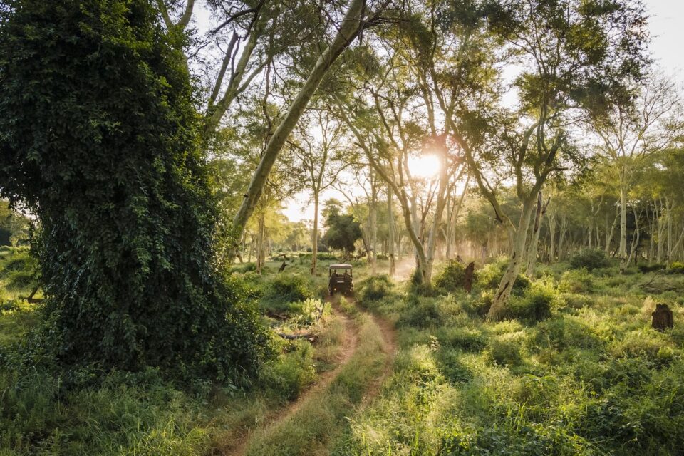 photo of safari vehicle driving through the fever tree forest