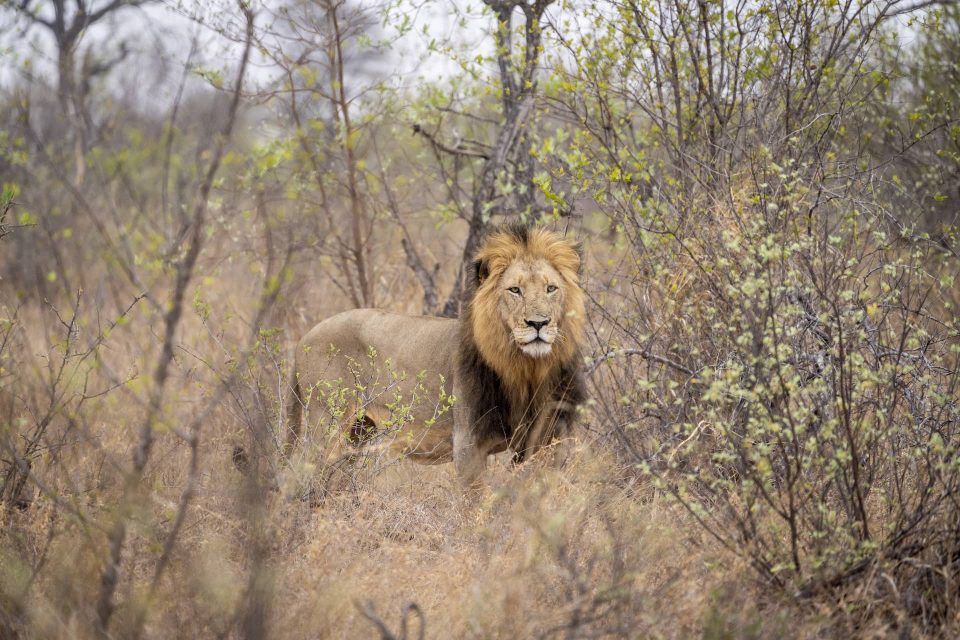 photo of a Vuyela male lion in the Klaserie