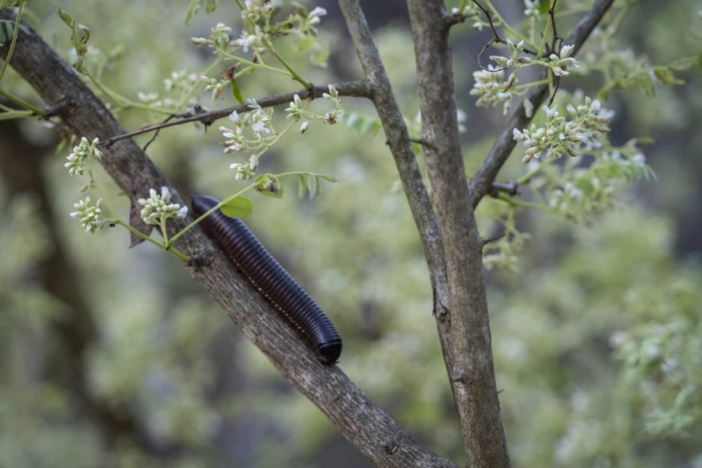 photo of millipede on a branch