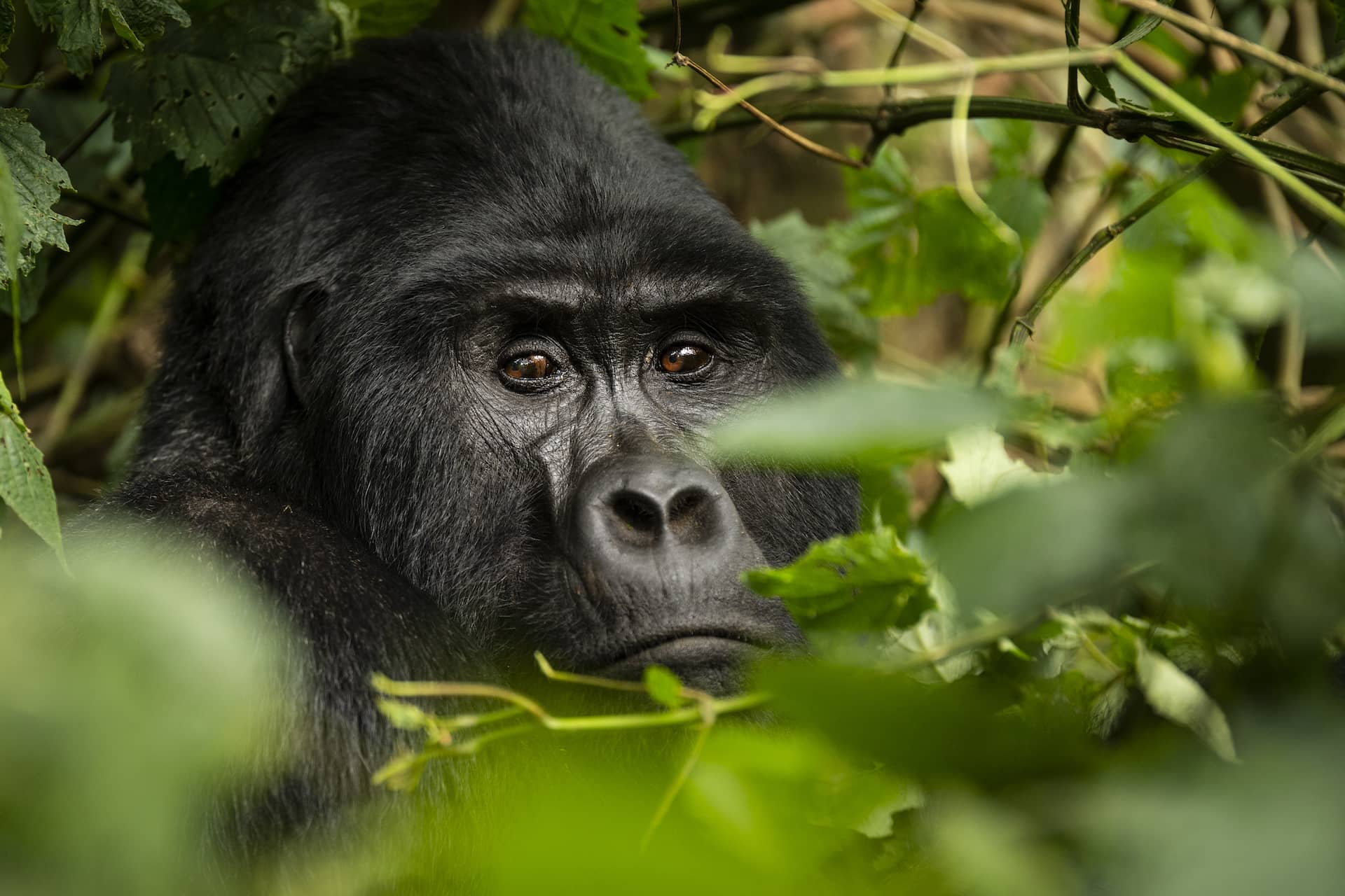 photo of a mountain gorilla