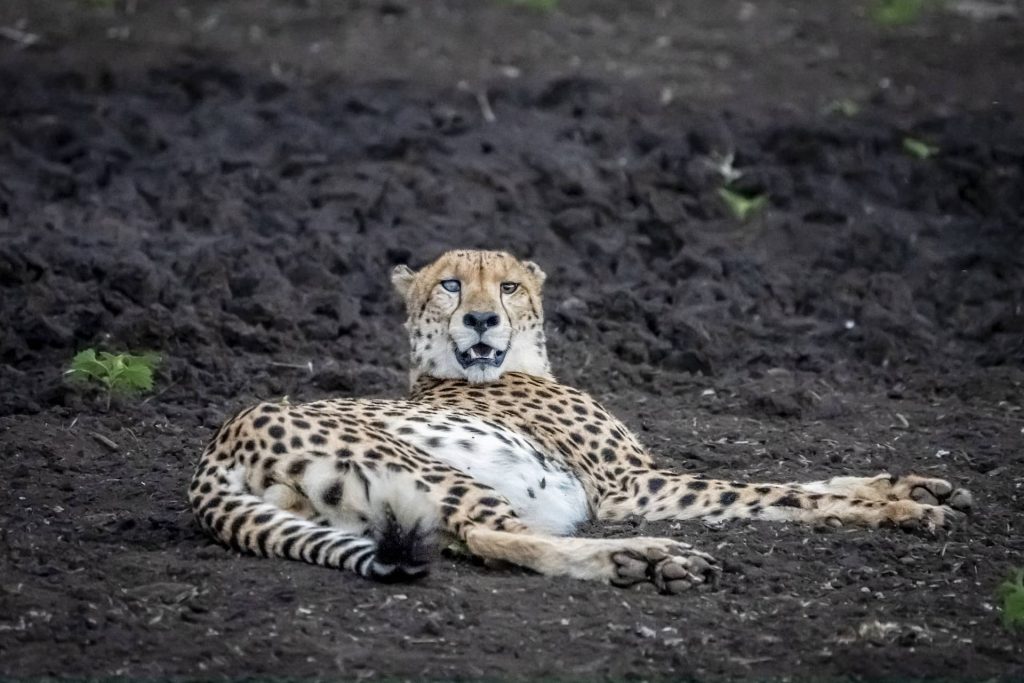 photo of cheetah male at Mkuze Falls