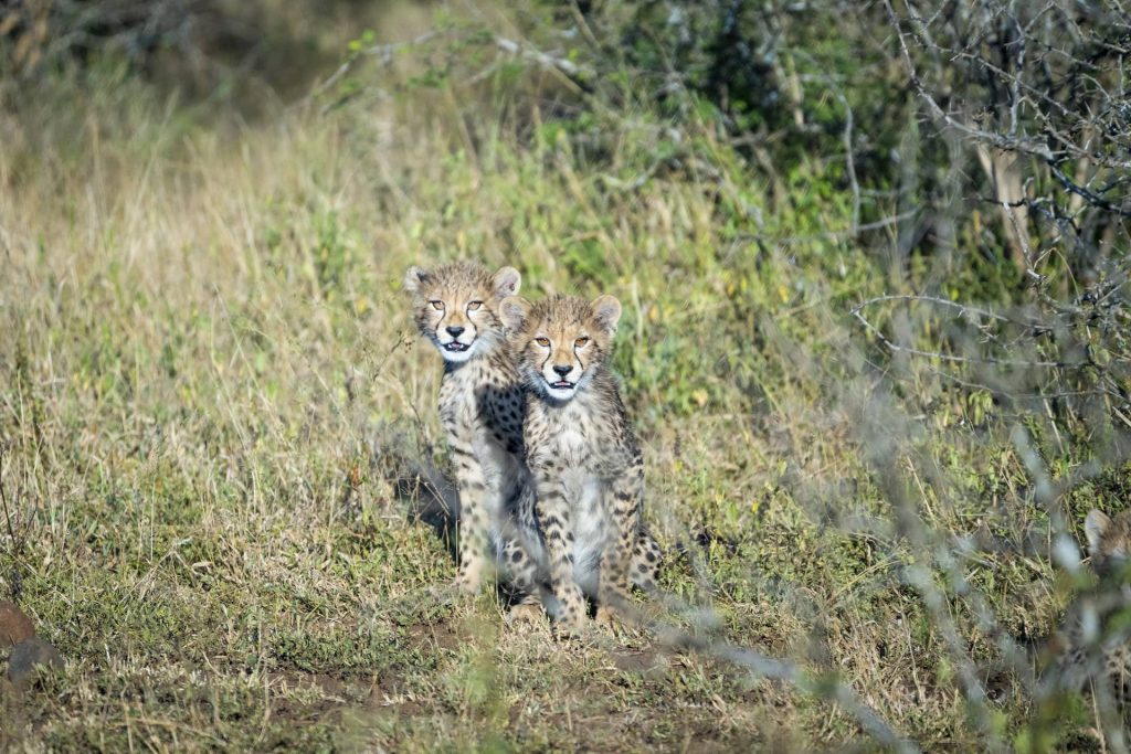 photo of cheetah cubs at Mkuze Falls