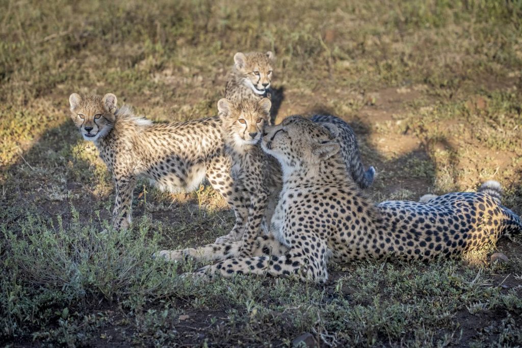 photo of cheetah cubs with mother at Mkuze Falls