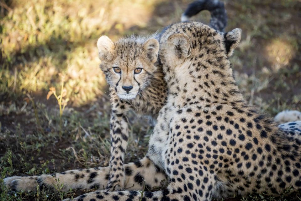 photo of cheetah cub with mother at Mkuze Falls